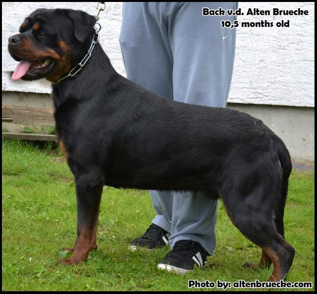 Back v.D alten bruecke | Rottweiler 