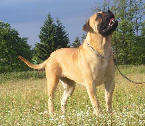 Székely Szentkirályi Cleopatra | Bullmastiff 