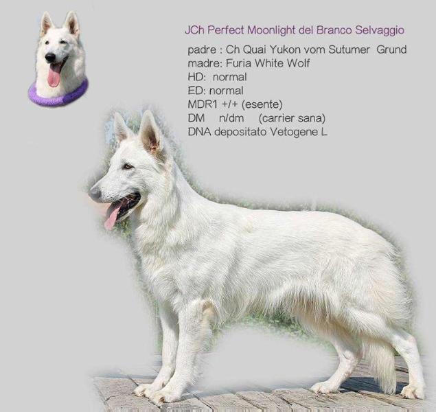 Perfect Moonlight del Branco Selvaggio | White Swiss Shepherd Dog 