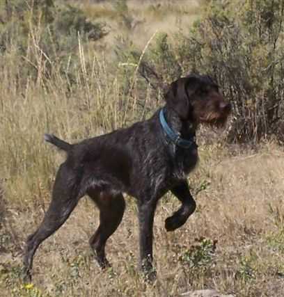 BLUE COLLAR BRON | German Wirehaired Pointer 