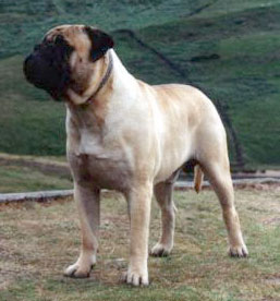 Brinscall Barnaby JW | Bullmastiff 