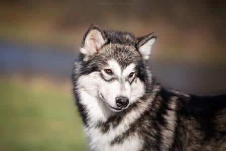 Siyanie Zapada Al'tair | Alaskan Malamute 