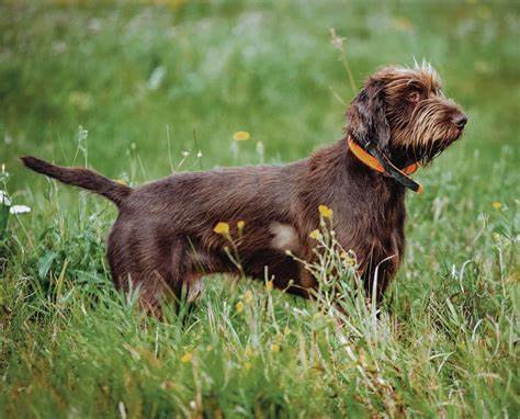 Pudelpointer