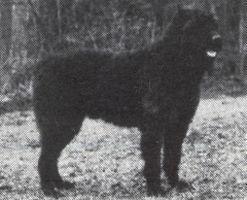 Roy v d scherpershoeve | Bouvier des Flandres 