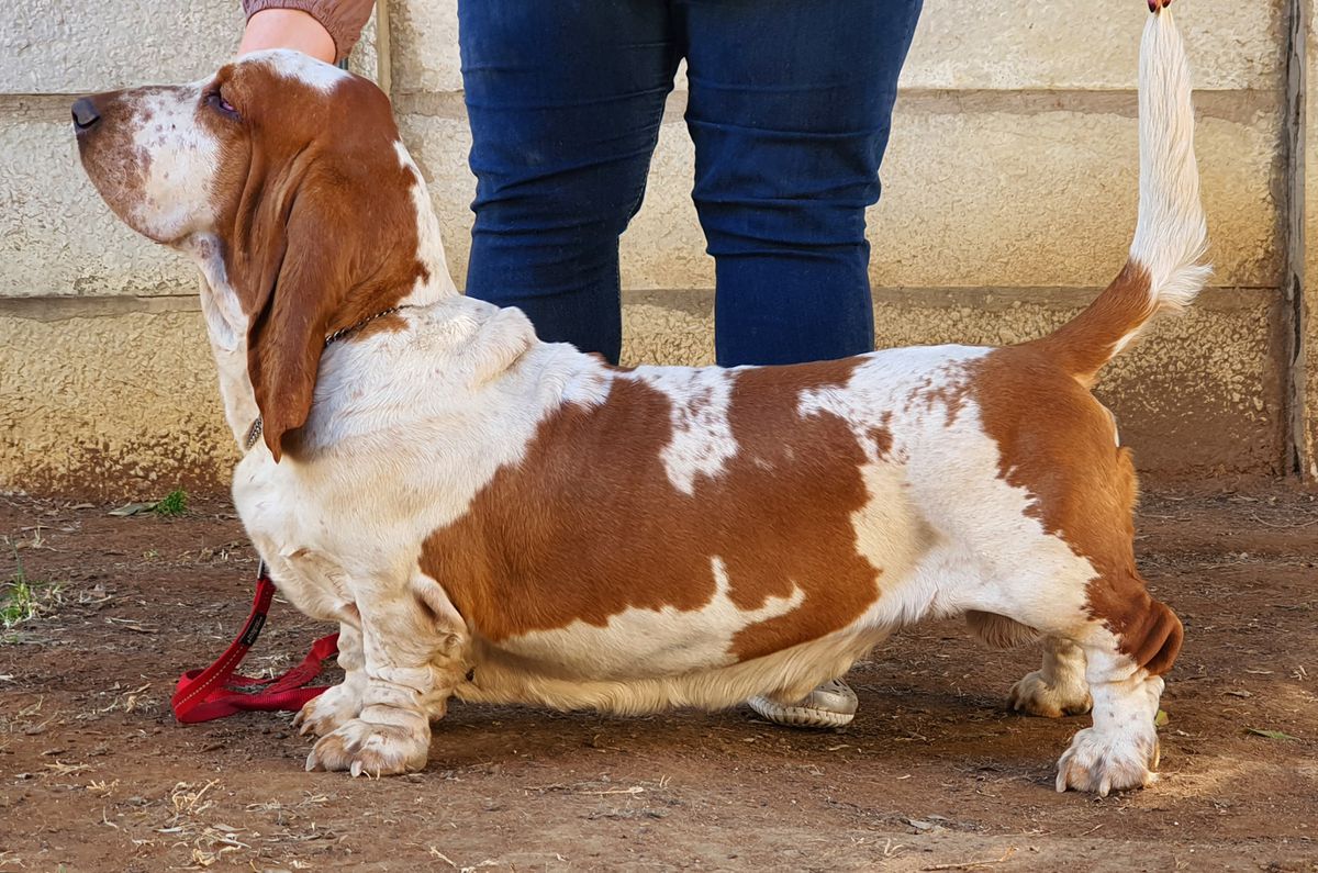 Midestino DonQ SonofZorro | Basset Hound 