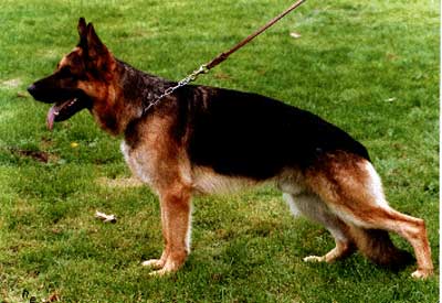 Gringos von der Kahler Heide | German Shepherd Dog 