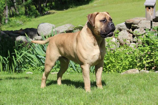 Homesteads  All Eyes On  Me | Bullmastiff 