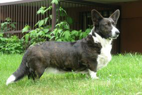 TESSALIA Controversia | Cardigan Welsh Corgi 