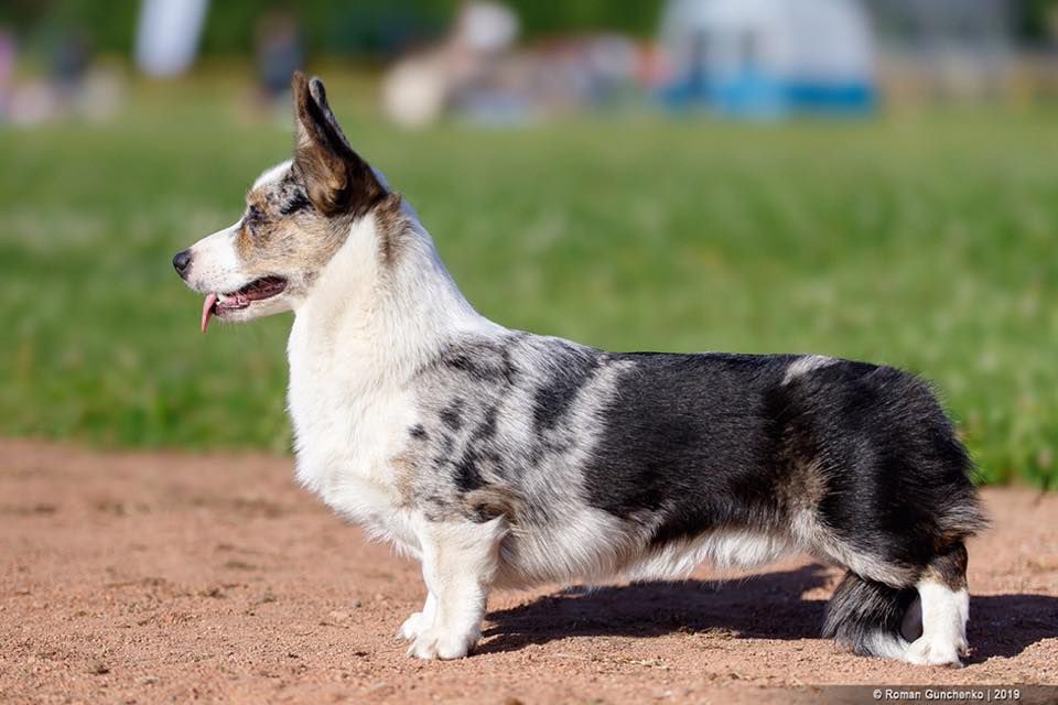 Waggerland Zig Zag | Cardigan Welsh Corgi 