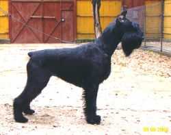 Gloris Brake Dance | Giant Schnauzer 