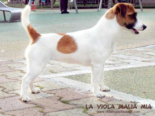 La Viola Malia Mia | Jack Russell Terrier 