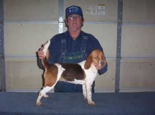 Scrogham's Red Ruby | Beagle 