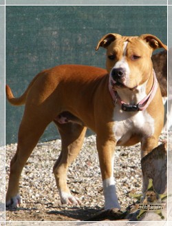 Skyglows America Star Edition | American Staffordshire Terrier 
