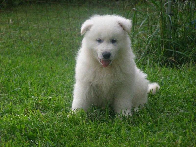 Bond White Wolf House | White Swiss Shepherd Dog 