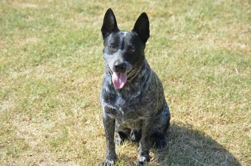 ASN SAMMY | Australian Cattle Dog 