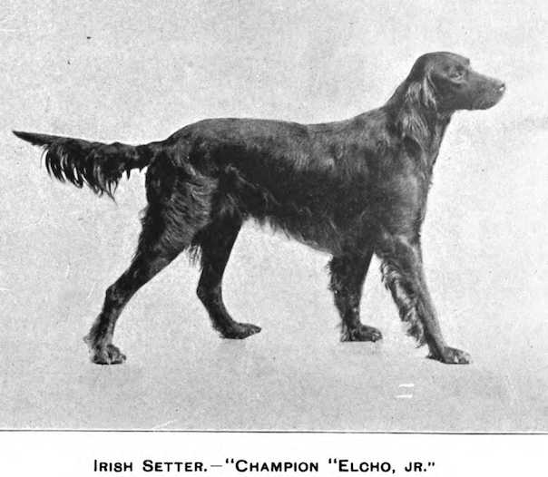 Elcho Jr | Irish Setter 