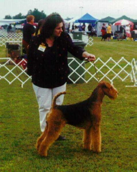 Old Iron Thorpedo | Airedale Terrier 