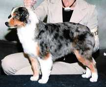 Pockets Jades Precious Gem Of Away To Me | Australian Shepherd 