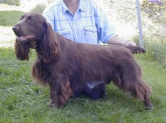 Raitis Armani v d Hohen Veitsch | Field Spaniel 