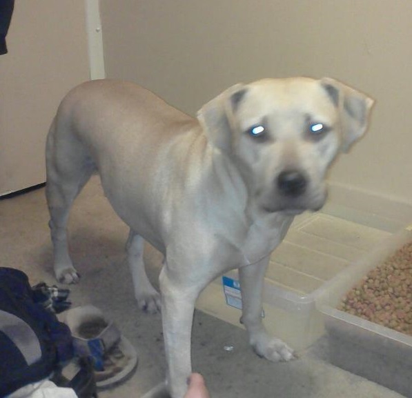 Withrow's Abby | American Pit Bull Terrier 