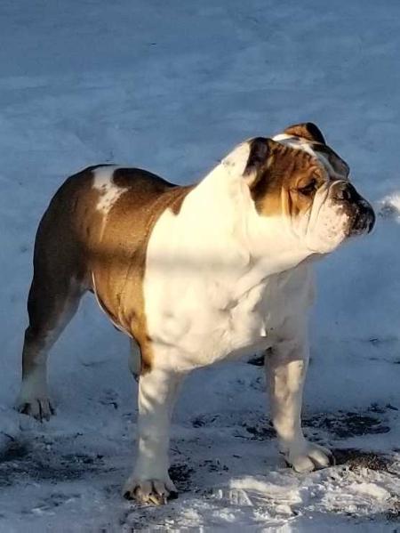 Tyson of oxford | Olde English Bulldogge 