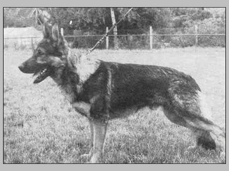 Condor vom Pfaffenhof | German Shepherd Dog 