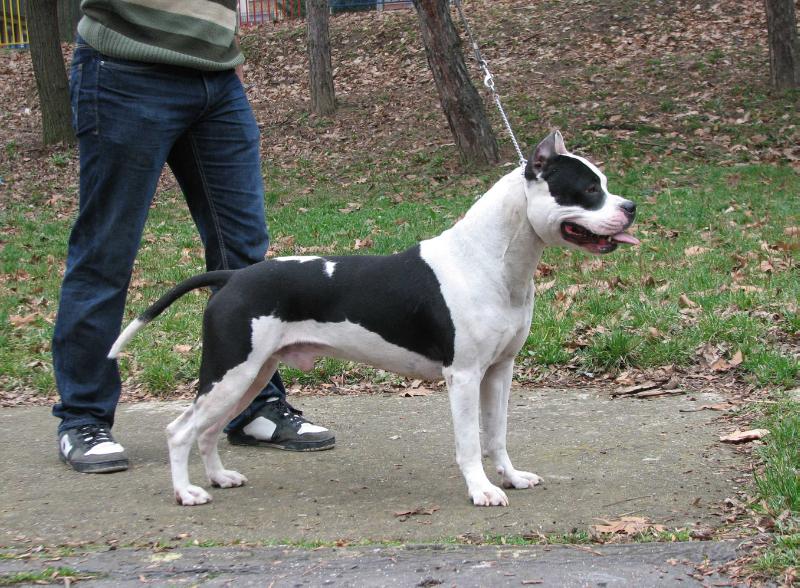 Astor King of Ring's | American Staffordshire Terrier 