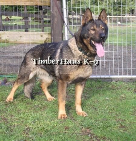 Unit Gymor | German Shepherd Dog 