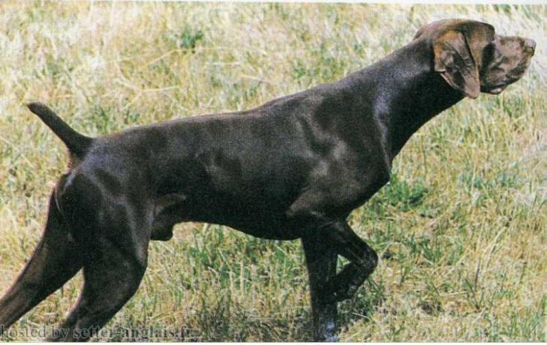 Bill de Langeron | German Shorthaired Pointer 