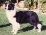 Tullaview Xmas Tidings | Border Collie 