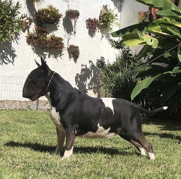 Rio do Areal Valentina | Bull Terrier 