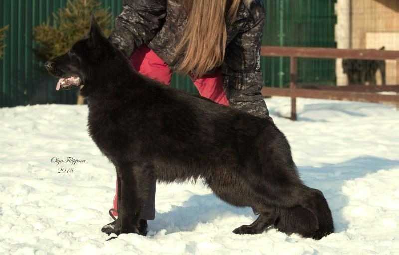 Blondihof Kairos | German Shepherd Dog 