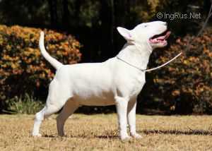 Reithsons Devils Dynamo of Shodan | Bull Terrier 