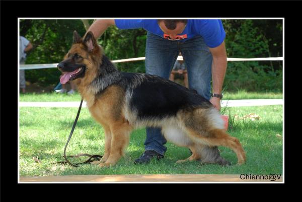 Isabella von Varaway | German Shepherd Dog 