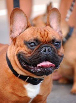 Tochka Prityazhenia Vitold | French Bulldog 