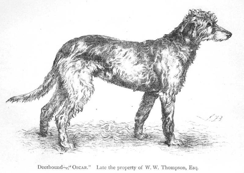 Oscar (c.1890s) [W.W. Thompson, Esquire] | Scottish Deerhound 