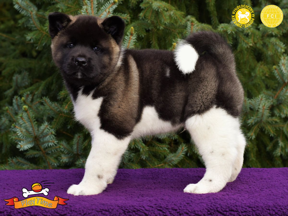 PlayTime (FCI) Eryk | Akita 