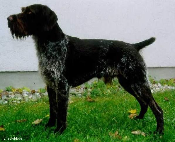 Nick von der Herzogstadt | German Wirehaired Pointer 