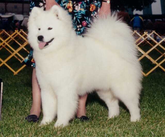 Kolinka's Mariah | Samoyed 