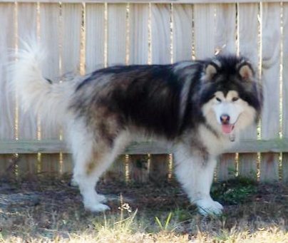 ESKIMO KUMO FRANCIS | Alaskan Malamute 