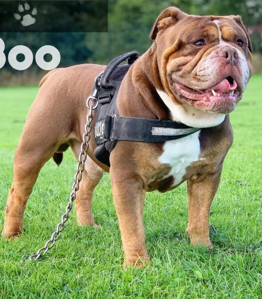 Kuntry Kennelz' Boo | Olde English Bulldogge 