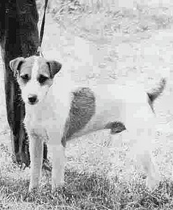 Bower Sam | Parson Russell Terrier 