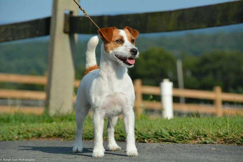 Foxfield Sand Castle | Jack Russell Terrier 