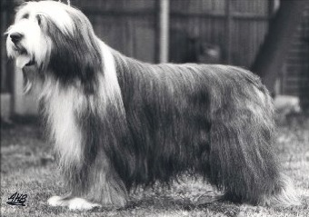 Potterdale Philosopher | Bearded Collie 