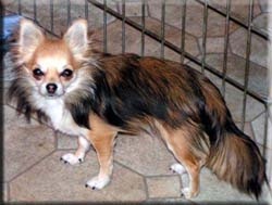 Goddess Athena II | Chihuahua 