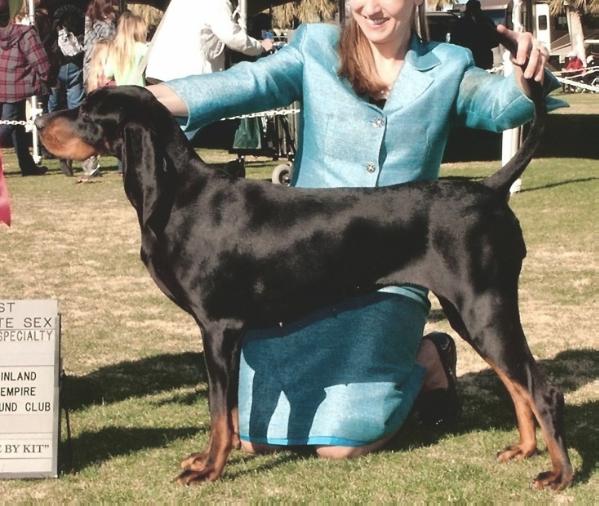 Windbourne High Time | Black and Tan Coonhound 