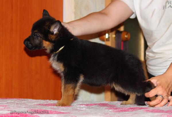 Zonenvelt Porsh | German Shepherd Dog 