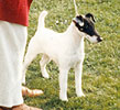 Windfall First Watch | Smooth Fox Terrier 