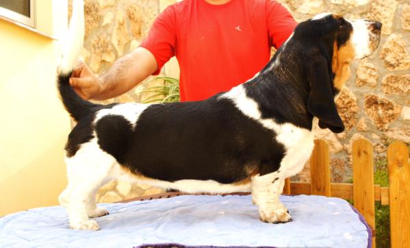 Tati Olea Bull´s | Basset Hound 