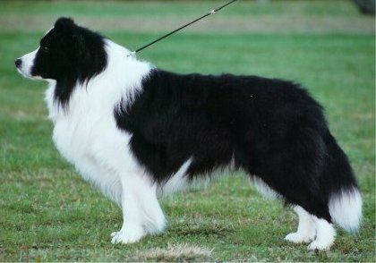 Pikkupaimenen Spy Catcher | Border Collie 